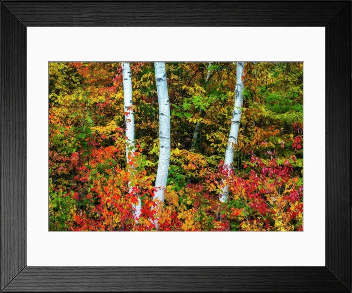 Framed Print : Fall foliage around birch trees, Shelburne, New Hampshire, USA Framed Print : Fall foliage around birch trees, Shelburne, New Hampshire, USA