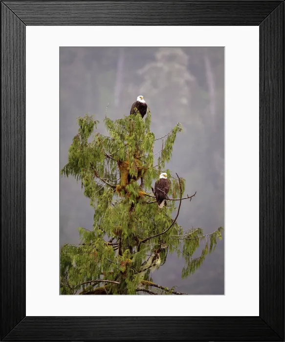 Framed Print : Great Bear Rainforest, British Columbia, Canada. Two bald eagles sitting in a tree Framed Print : Great Bear Rainforest, British Columbia, Canada. Two bald eagles sitting in a tree