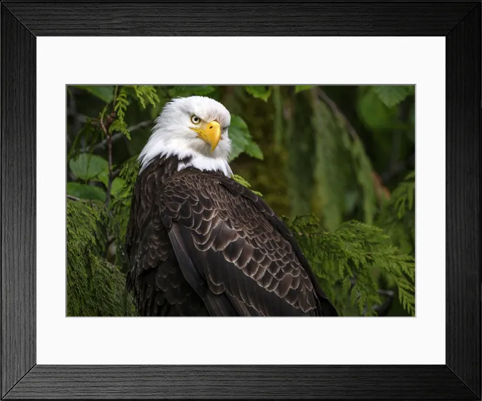 Framed Print : A bald eagle close up in the Great Bear Rainforest, British Columbia, Canada Framed Print : A bald eagle close up in the Great Bear Rainforest, British Columbia, Canada