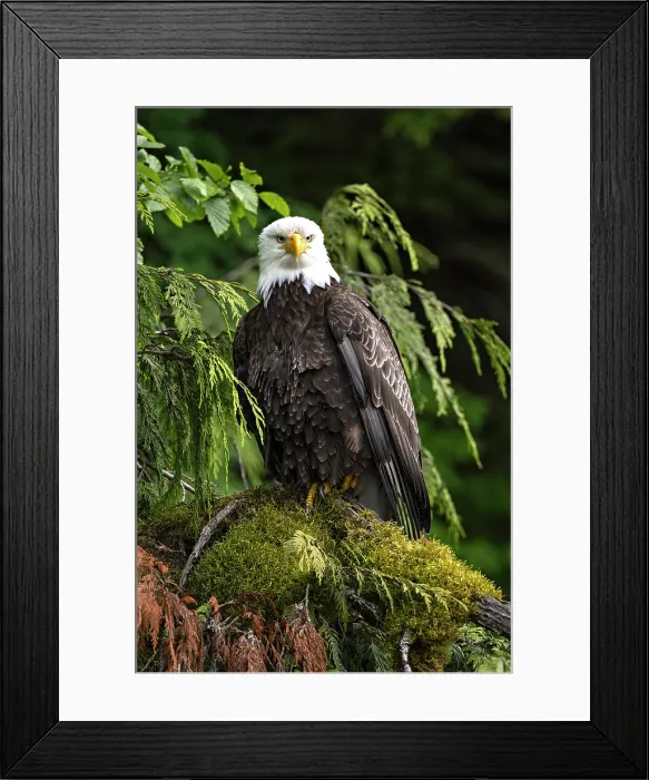 Framed Print : Great Bear Rainforest, British Columbia, Canada. A bald eagle sitting in. a tree on a mossy branch Framed Print : Great Bear Rainforest, British Columbia, Canada. A bald eagle sitting in. a tree on a mossy branch