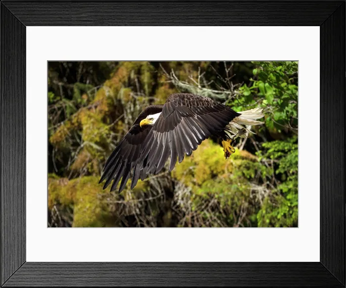 Framed Print : Great Bear Rainforest, British Columbia, Canada. An adult bald eagle in flight Framed Print : Great Bear Rainforest, British Columbia, Canada. An adult bald eagle in flight