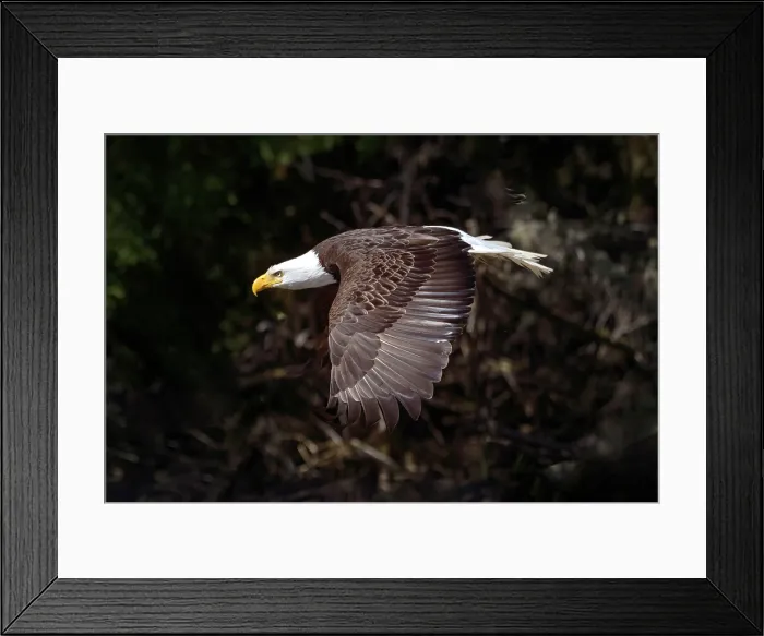 Framed Print : Great Bear Rainforest, British Columbia, Canada. A bald eagle in flight