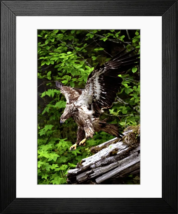 Framed Print : Great Bear Rainforest, British Columbia, Canada. A juvenile eagle jumping on a log with wings out