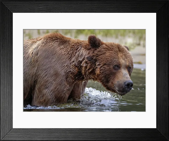 Framed Print : Khutzeymateen Grizzly Bear Sanctuary in British Columbia, Canada. A grizzly bear walking in the water Framed Print : Khutzeymateen Grizzly Bear Sanctuary in British Columbia, Canada. A grizzly bear walking in the water