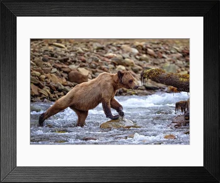 Framed Print : A grizzly bear walks in a waterfall in the Khutzeymateen Grizzly Bear Sanctuary in British Columbia, Canada Framed Print : A grizzly bear walks in a waterfall in the Khutzeymateen Grizzly Bear Sanctuary in British Columbia, Canada