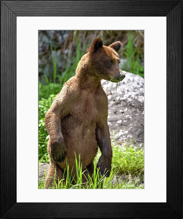 Framed Print : A grizzly bear stands with grass in its mouth in the Khutzeymateen Grizzly Bear Sanctuary in British Columbia, Canada Framed Print : A grizzly bear stands with grass in its mouth in the Khutzeymateen Grizzly Bear Sanctuary in British Columbia, Canada