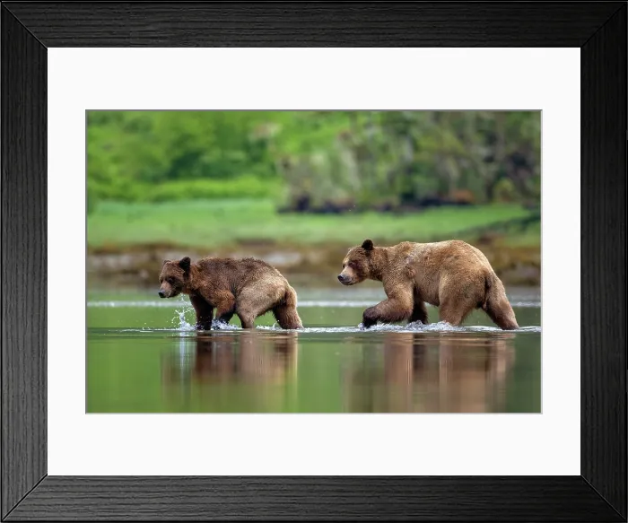 Framed Print : A pair of mating bears walking in the water at low tide in the Khutzeymateen Grizzly Bear Sanctuary in British Columbia, Canada Framed Print : A pair of mating bears walking in the water at low tide in the Khutzeymateen Grizzly Bear Sanctuary in British Columbia, Canada