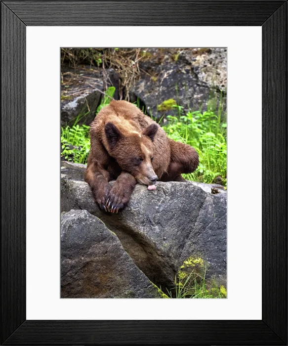 Framed Print : A grizzly bear resting on rocks in the Khutzeymateen Grizzly Bear Sanctuary in British Columbia, Canada Framed Print : A grizzly bear resting on rocks in the Khutzeymateen Grizzly Bear Sanctuary in British Columbia, Canada
