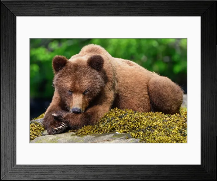 Framed Print : A grizzly bear resting with head on its paws in the Khutzeymateen Grizzly Bear Sanctuary in British Columbia, Canada Framed Print : A grizzly bear resting with head on its paws in the Khutzeymateen Grizzly Bear Sanctuary in British Columbia, Canada