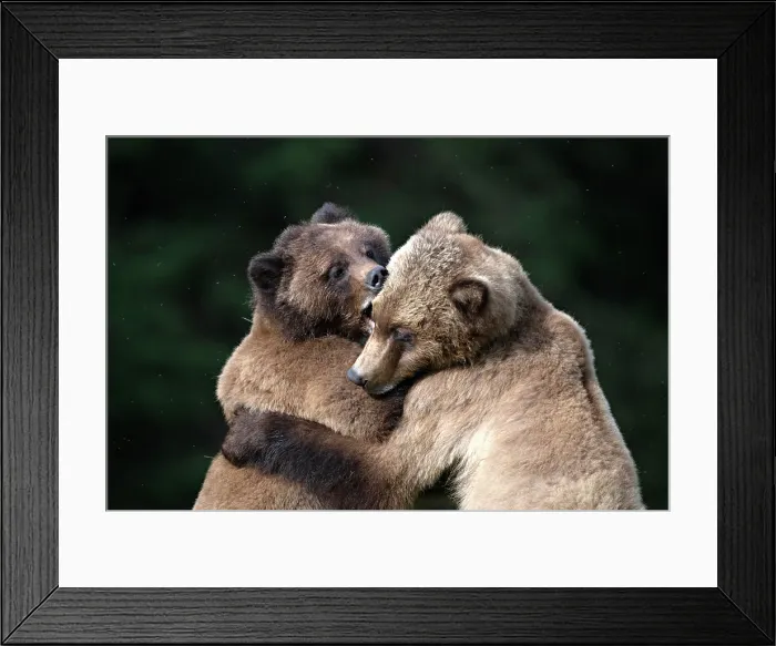 Framed Print : Grizzly bears sparrin in the Khutzeymateen Grizzly Bear Sanctuary in British Columbia, Canada Framed Print : Grizzly bears sparrin in the Khutzeymateen Grizzly Bear Sanctuary in British Columbia, Canada