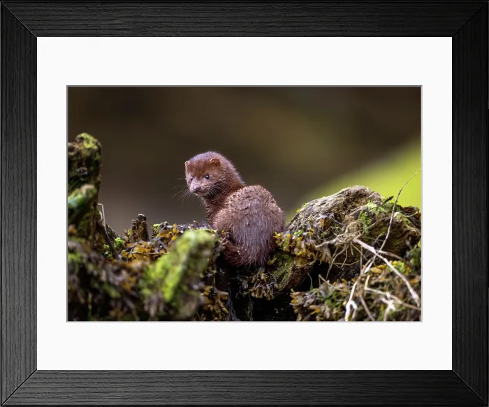 Framed Print : A mink gazes backward in the kelp in the Great Bear Rainforest, British Columbia, Canada Framed Print : A mink gazes backward in the kelp in the Great Bear Rainforest, British Columbia, Canada