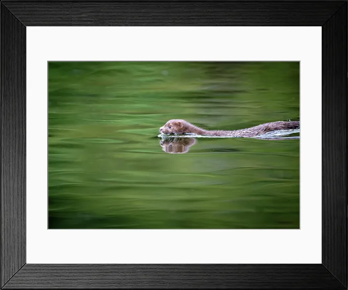 Framed Print : A mink swimming in the green water in the Great Bear Rainforest, British Columbia, Canada Framed Print : A mink swimming in the green water in the Great Bear Rainforest, British Columbia, Canada