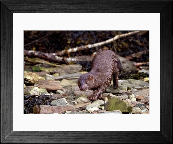Framed Print : A mink runs along the rocks in the Great Bear Rainforest, British Columbia, Canada