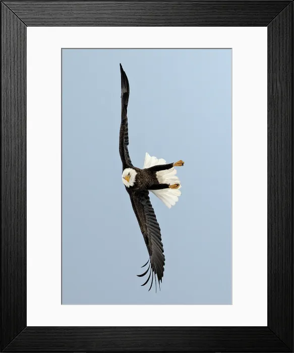 Framed Print : Sharbot Lake, Ontario, Canada. A mature bald eagle in flight on the hunt