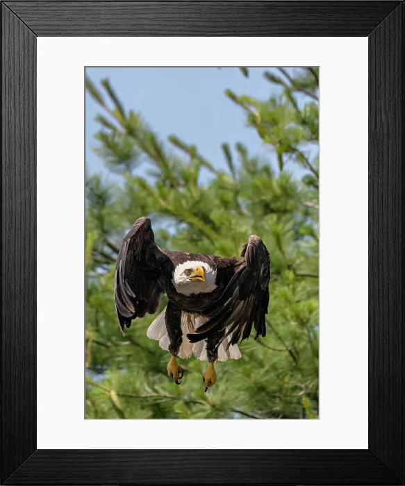 Framed Print : An adult bald eagle takes off from a tree in Shaarbot Lake, Ontario, Canada Framed Print : An adult bald eagle takes off from a tree in Shaarbot Lake, Ontario, Canada