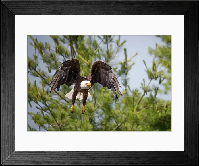Framed Print : Sharbot Lake, Ontario. A bald eagle takes off from a tree Framed Print : Sharbot Lake, Ontario. A bald eagle takes off from a tree