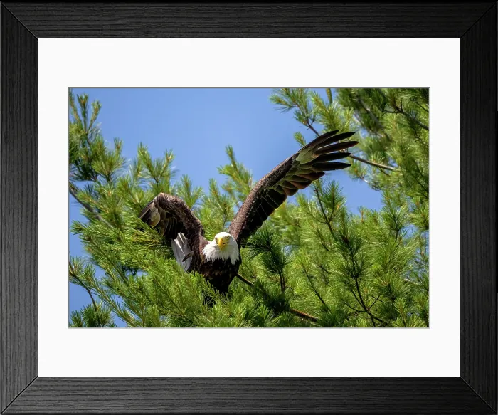 Framed Print : Sharbot Lake, Ontario. A bald eagle sitting in a tree with wings outstretched Framed Print : Sharbot Lake, Ontario. A bald eagle sitting in a tree with wings outstretched