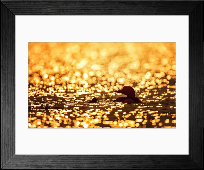 Framed Print : Sunrise on Sharbot Lake, Ontario. A loon and its chick on the water Framed Print : Sunrise on Sharbot Lake, Ontario. A loon and its chick on the water