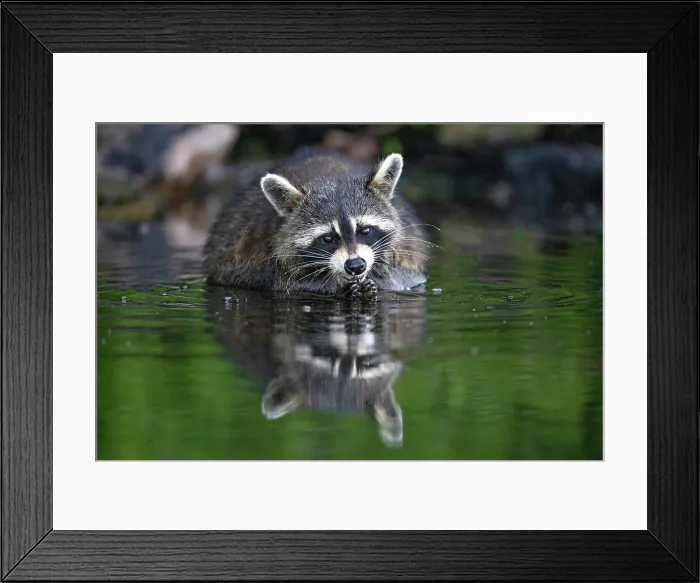 Framed Print : A raccoon foraging for crayfish in Sharbot Lake, Ontario, Canada Framed Print : A raccoon foraging for crayfish in Sharbot Lake, Ontario, Canada