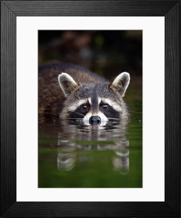 Framed Print : A raccoon foraging for crayfish in Sharbot Lake, Ontario, Canada Framed Print : A raccoon foraging for crayfish in Sharbot Lake, Ontario, Canada