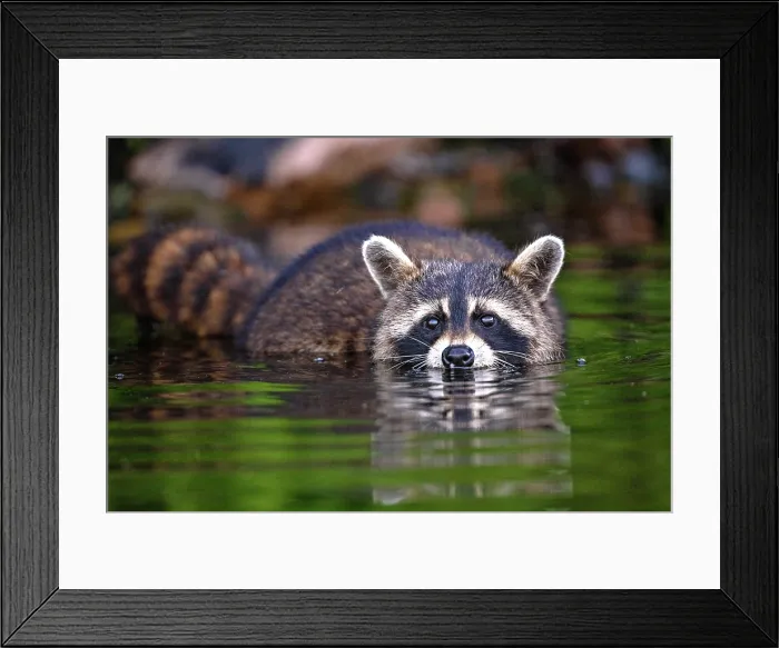 Framed Print : A raccoon foraging for crayfish in Sharbot Lake, Ontario, Canada Framed Print : A raccoon foraging for crayfish in Sharbot Lake, Ontario, Canada