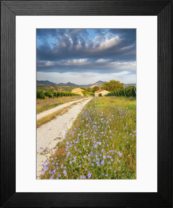 Framed Print : First light of morning on Piana dei Tramonti with bloom of Cichorium intybus (Common chicory), Cupramontana, Ancona province, Marche, Italy Framed Print : First light of morning on Piana dei Tramonti with bloom of Cichorium intybus (Common chicory), Cupramontana, Ancona province, Marche, Italy