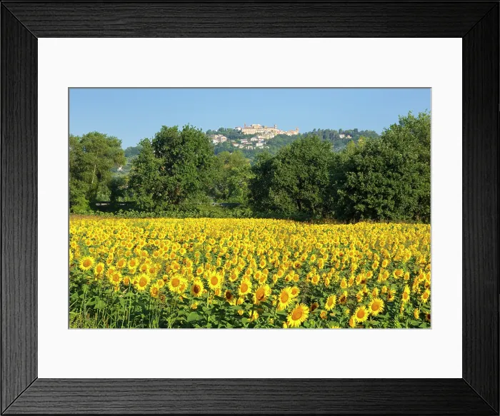 Framed Print : Sunflower field and Castelplanio village on the background, Maiolati Spontini, Ancona province, Marche, Italy Framed Print : Sunflower field and Castelplanio village on the background, Maiolati Spontini, Ancona province, Marche, Italy