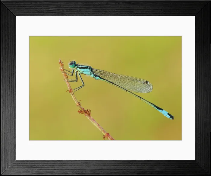 Framed Print : Ischnura elegans (Blue-tailed damselfly), Como, Lombardy, Italy Framed Print : Ischnura elegans (Blue-tailed damselfly), Como, Lombardy, Italy