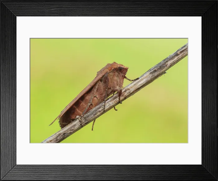 Framed Print : Noctua pronuba moth (Large yellow underwing), Como, Lombardy, Italy Framed Print : Noctua pronuba moth (Large yellow underwing), Como, Lombardy, Italy