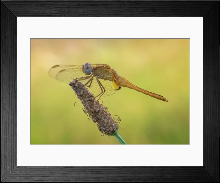 Framed Print : Crocothemis erythraea (Scarlet dragonfly), Como, Lombardy, Italy Framed Print : Crocothemis erythraea (Scarlet dragonfly), Como, Lombardy, Italy