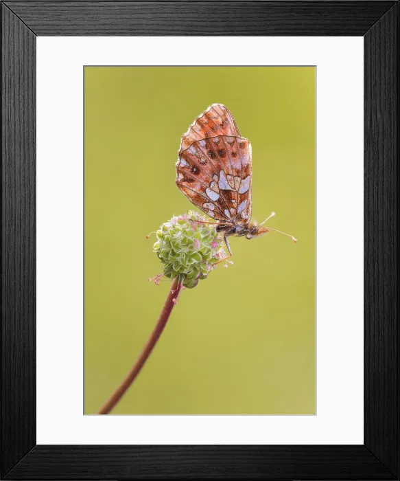 Framed Print : Boloria dia (Weaver's fritillary), Parco Regionale di Montevecchia e della Valle del Curone, Brianza, Lecco province, Lombardy, Italy Framed Print : Boloria dia (Weaver's fritillary), Parco Regionale di Montevecchia e della Valle del Curone, Brianza, Lecco province, Lombardy, Italy