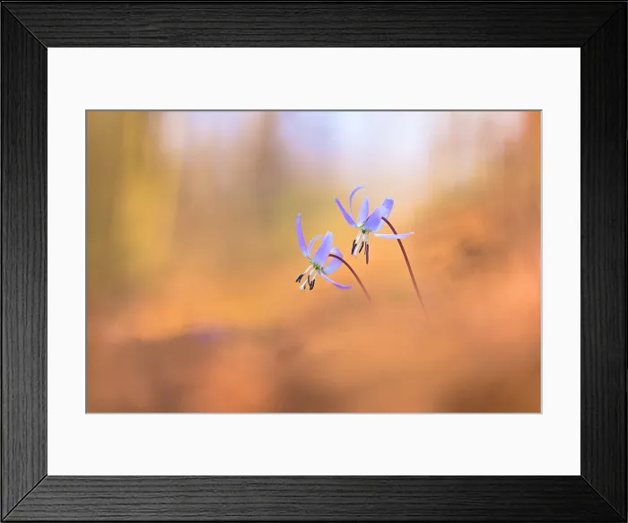 Framed Print : Erythronium dens-canis (Dog's-tooth-violet), Como province, Lombardy, Italy Framed Print : Erythronium dens-canis (Dog's-tooth-violet), Como province, Lombardy, Italy