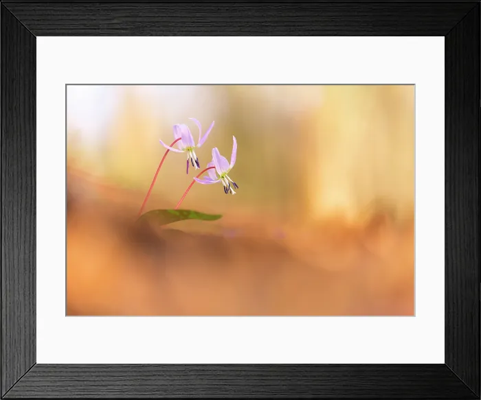 Framed Print : Erythronium dens-canis (Dog's-tooth-violet), Como province, Lombardy, Italy Framed Print : Erythronium dens-canis (Dog's-tooth-violet), Como province, Lombardy, Italy