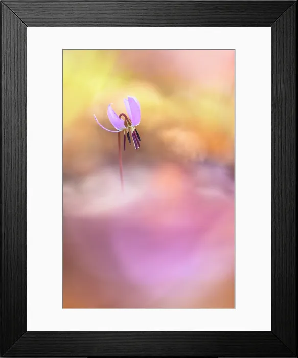 Framed Print : Erythronium dens-canis (Dog's-tooth-violet), Como province, Lombardy, Italy Framed Print : Erythronium dens-canis (Dog's-tooth-violet), Como province, Lombardy, Italy