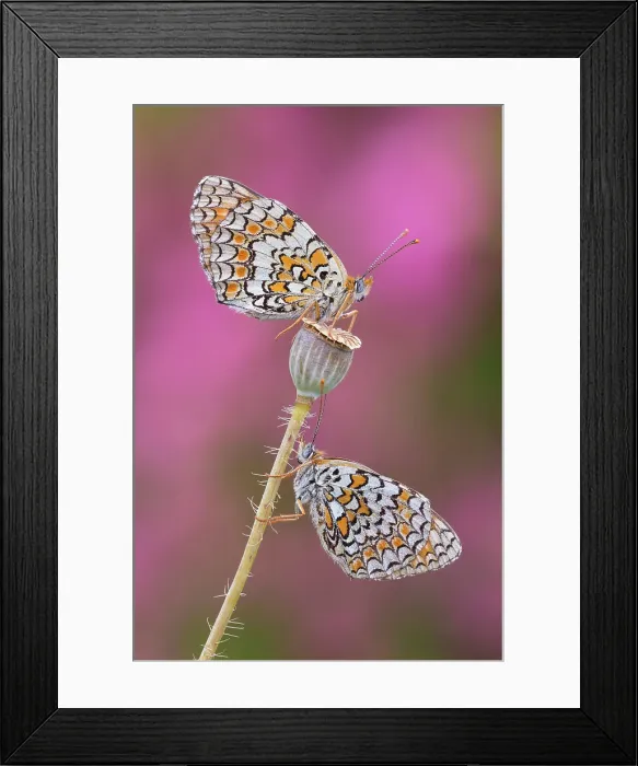 Framed Print : Melitaea phoebe (Knapweed fritillary), Como province, Lombardy, Italy Framed Print : Melitaea phoebe (Knapweed fritillary), Como province, Lombardy, Italy