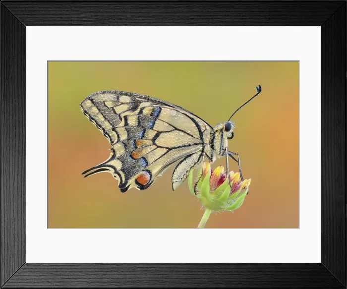 Framed Print : Papilio machaon (Common yellow swallowtail), Como province, Lombardy, Italy Framed Print : Papilio machaon (Common yellow swallowtail), Como province, Lombardy, Italy