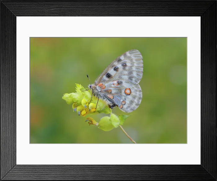 Framed Print : Apollo butterfly (Parnassius apollo), Campodolcino, Sondrio province, Spluga valley, Lombardy, Italy Framed Print : Apollo butterfly (Parnassius apollo), Campodolcino, Sondrio province, Spluga valley, Lombardy, Italy