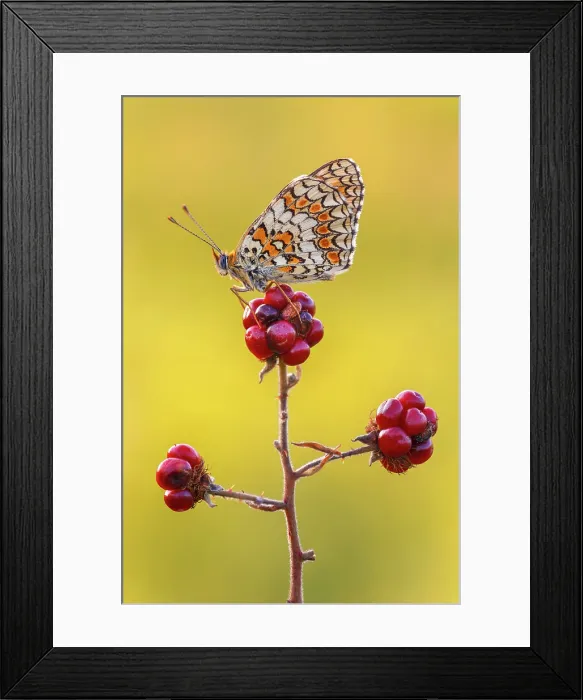 Framed Print : Melitaea phoebe (Knapweed fritillary), Como province, Lombardy, Italy