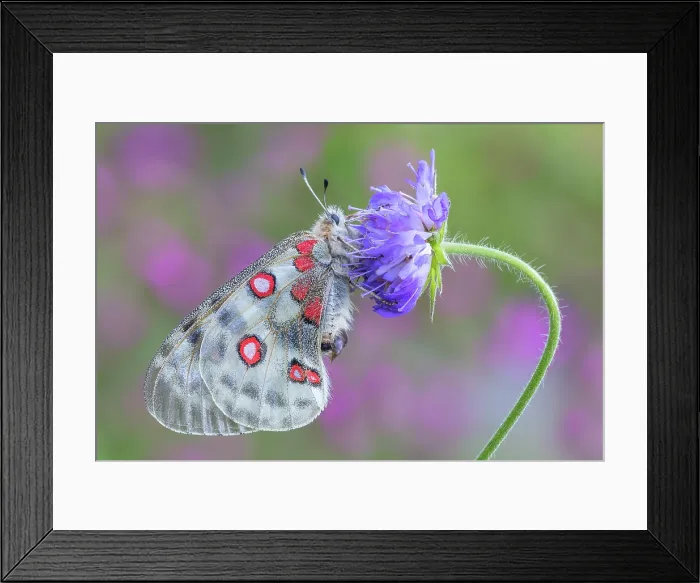 Framed Print : Apollo butterfly (Parnassius apollo), Campodolcino, Sondrio province, Spluga valley, Lombardy, Italy Framed Print : Apollo butterfly (Parnassius apollo), Campodolcino, Sondrio province, Spluga valley, Lombardy, Italy
