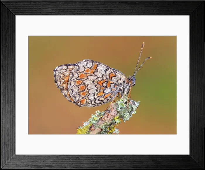 Framed Print : Melitaea phoebe (Knapweed fritillary), Como province, Lombardy, Italy Framed Print : Melitaea phoebe (Knapweed fritillary), Como province, Lombardy, Italy