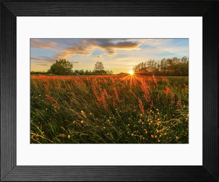 Framed Print : Meadow with Buttercups (Ranunculus) and Sorrel (Rumex acetosa) flowers, Brianza, Como province, Lombardy, Italy Framed Print : Meadow with Buttercups (Ranunculus) and Sorrel (Rumex acetosa) flowers, Brianza, Como province, Lombardy, Italy