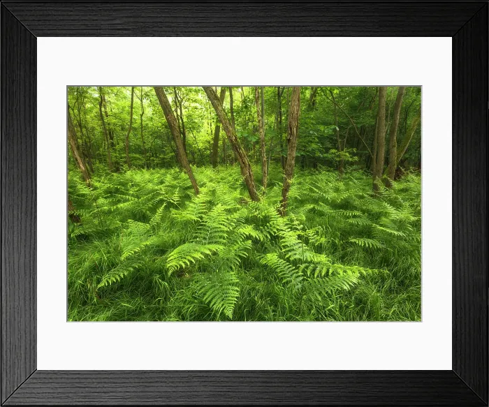 Framed Print : The wood in a summer time with Bracken (Pteridium) plants, Brianza, Como province, Lombardy, Italy