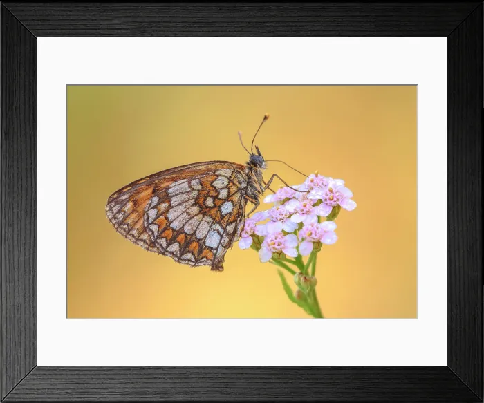 Framed Print : Melitaea nevadensis, Como province, Lombardy, Italy Framed Print : Melitaea nevadensis, Como province, Lombardy, Italy