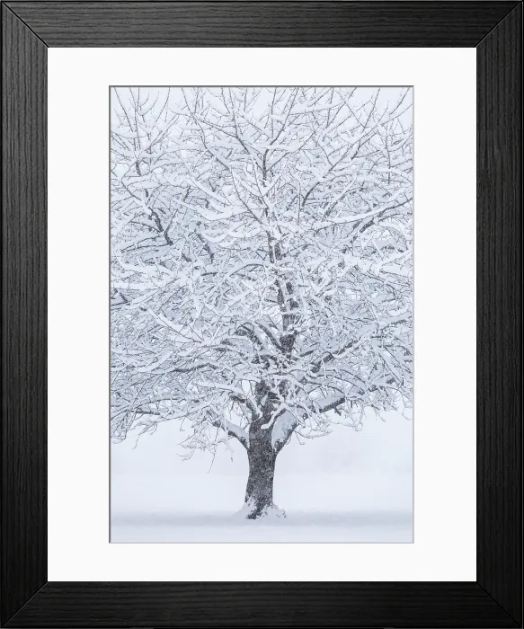 Framed Print : A solitary cherry tree covered by the snow, Brianza, Como province, Lombardy, Italy Framed Print : A solitary cherry tree covered by the snow, Brianza, Como province, Lombardy, Italy