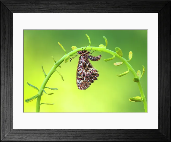 Framed Print : Zerynthia polyxena (Southern festoon), Piedmont, Italy Framed Print : Zerynthia polyxena (Southern festoon), Piedmont, Italy