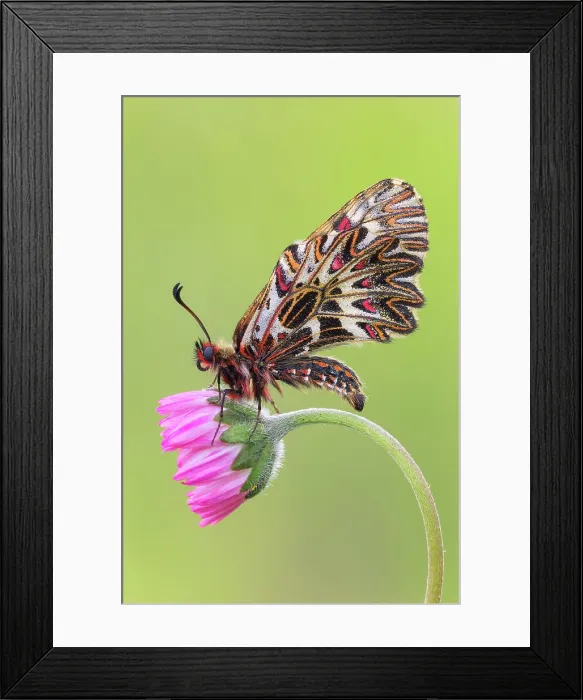 Framed Print : Zerynthia polyxena (Southern festoon), Piedmont, Italy Framed Print : Zerynthia polyxena (Southern festoon), Piedmont, Italy