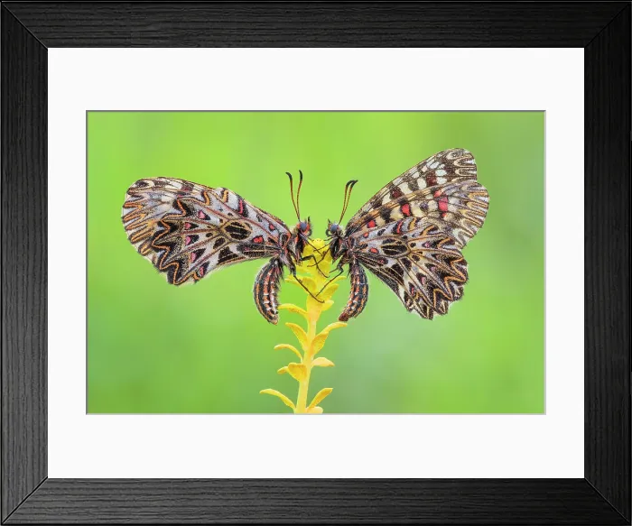 Framed Print : Zerynthia polyxena (Southern festoon), Piedmont, Italy Framed Print : Zerynthia polyxena (Southern festoon), Piedmont, Italy