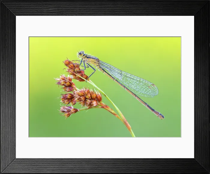 Framed Print : Ischnura elegans (Blue-tailed damselfly), Como province, Lombardy, Italy Framed Print : Ischnura elegans (Blue-tailed damselfly), Como province, Lombardy, Italy