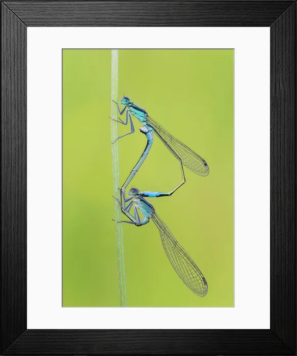 Framed Print : Damselflies mating. Ischnura elegans (Blue-tailed damselfly), Como province, Lombardy, Italy Framed Print : Damselflies mating. Ischnura elegans (Blue-tailed damselfly), Como province, Lombardy, Italy