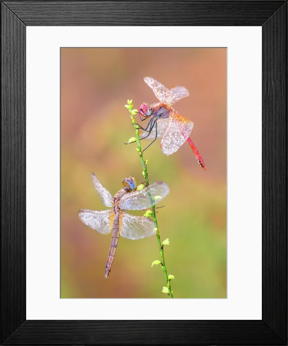 Framed Print : Sympetrum fonscolombii (Red-veined darter), Crocothemis erythraea (Scarlet dragonfly), Como province, Lombardy, Italy